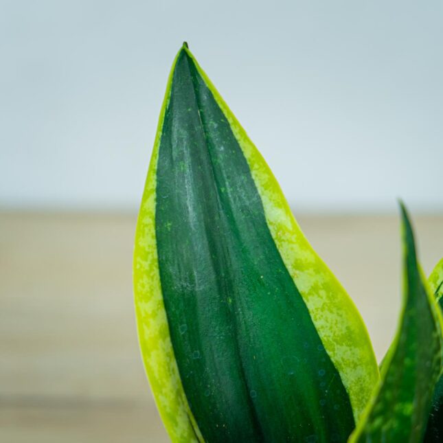 sansevieria-trifasciata-black-gold (2) sansevieria-trifasciata-black-gold