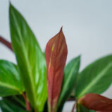 stromanthe-sanguinea