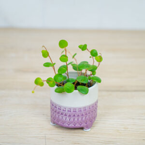 peperomia-pepperspot-baby