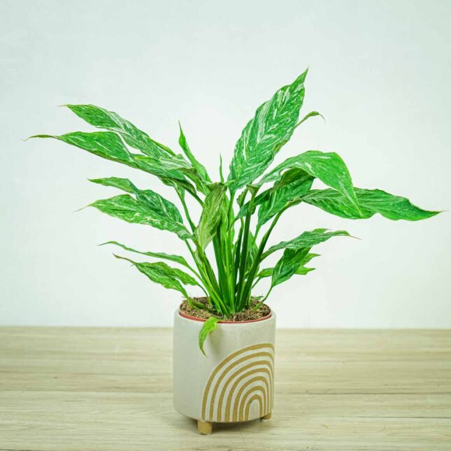 skrzydlokwiat-variegata-spathiphyllum skrzydlokwiat-variegata-spathiphyllum