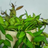 hoya-rosita