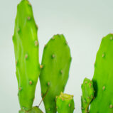 opuncja-opuntia