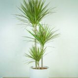 DRACena-MARGinata-Bicolor