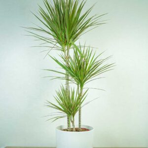 DRACena-MARGinata-Bicolor