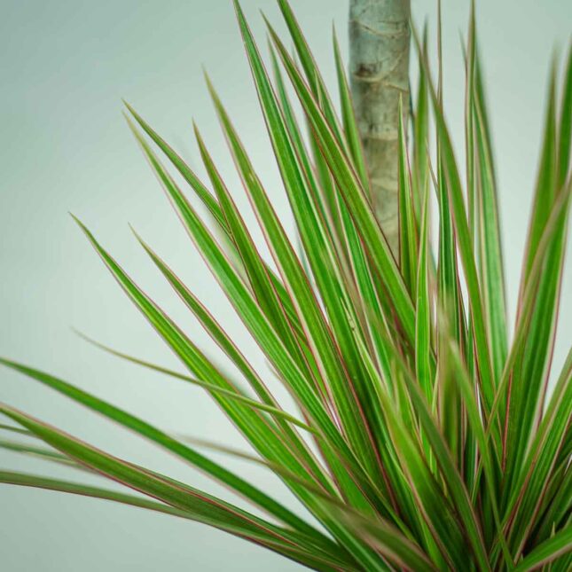 DRACena-MARGinata-Bicolor3 DRACena-MARGinata-Bicolor3