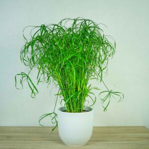 papirus-alternifolius-palmiasty