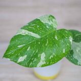 monstera-thai-constelation