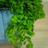 Peperomia-deppeana