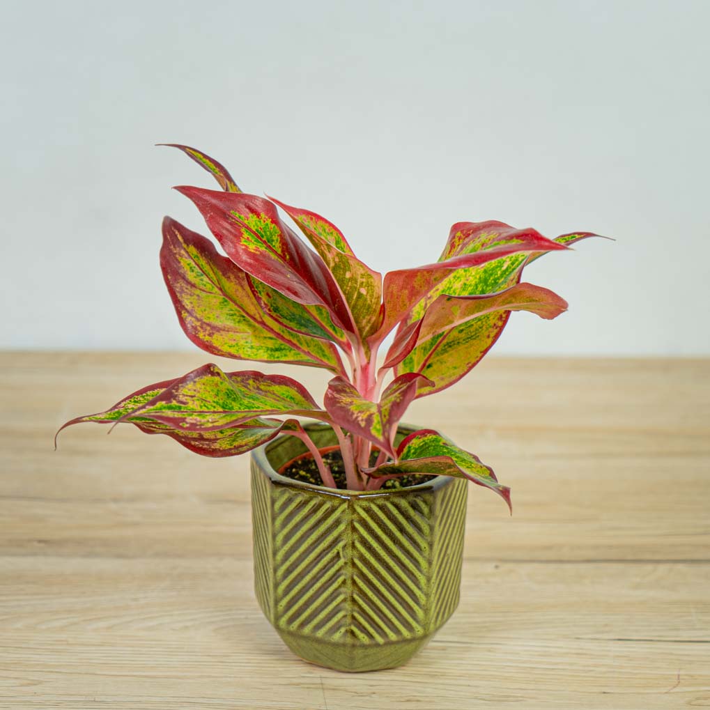Różowe rośliny doniczkowe Aglaonema crete