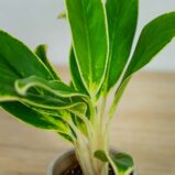 aglaonema-madagascar