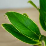 aglaonema-madagascar