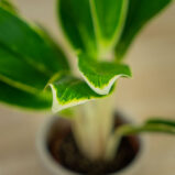 aglaonema-madagascar
