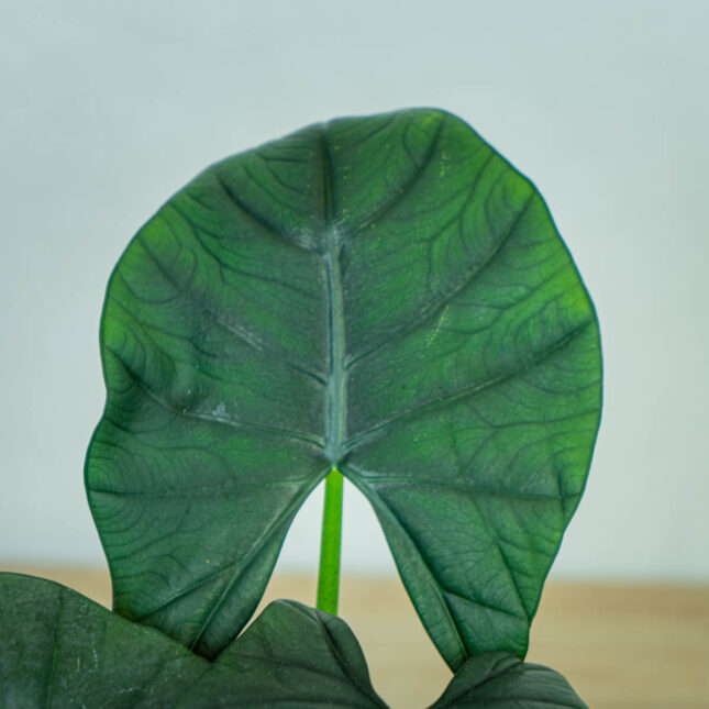 alokazja-bisma-alocasia4 alokazja-bisma-alocasia
