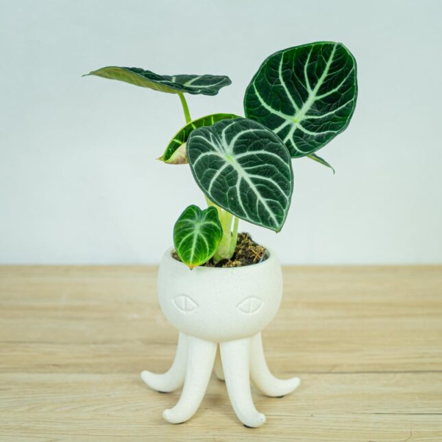 alokazja-ninja-alocasia alokazja-ninja-alocasia
