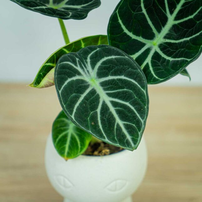 alokazja-ninja-alocasia3 alokazja-ninja-alocasia