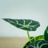 alokazja-ninja-alocasia