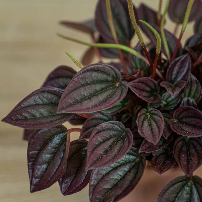 peperomia-caperata-cayenne (2) peperomia-caperata-cayenne