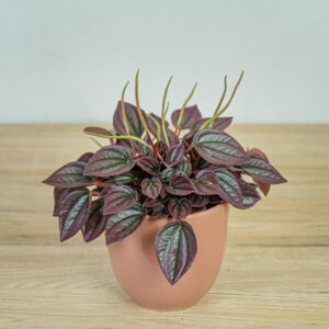 peperomia-caperata-cayenne