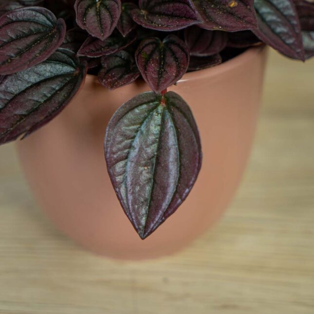 peperomia-caperata-cayenne (4) peperomia-caperata-cayenne