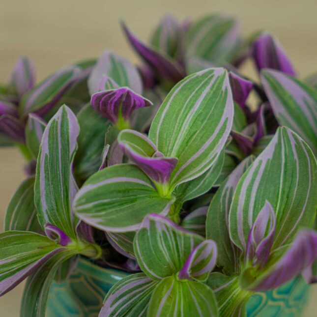 trzykrotka-nanouk-tradescantia-albiflora (2) trzykrotka-nanouk-tradescantia-albiflora