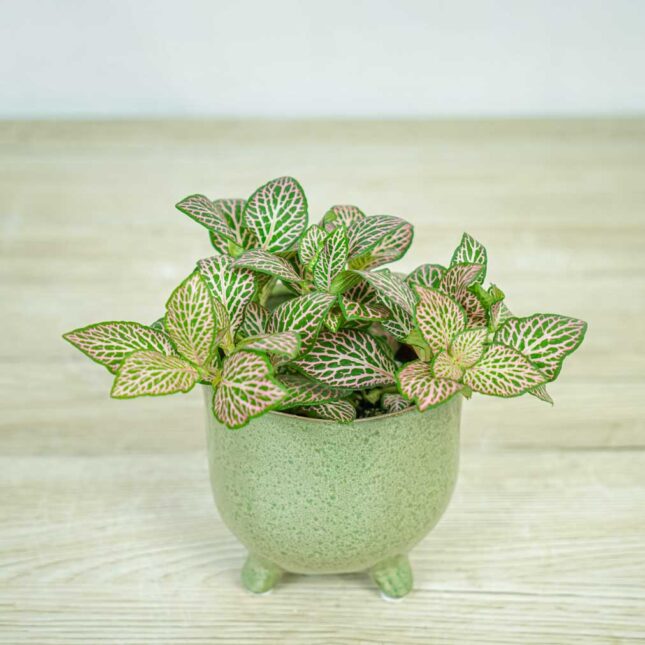 fittonia-pink-ruby-lime