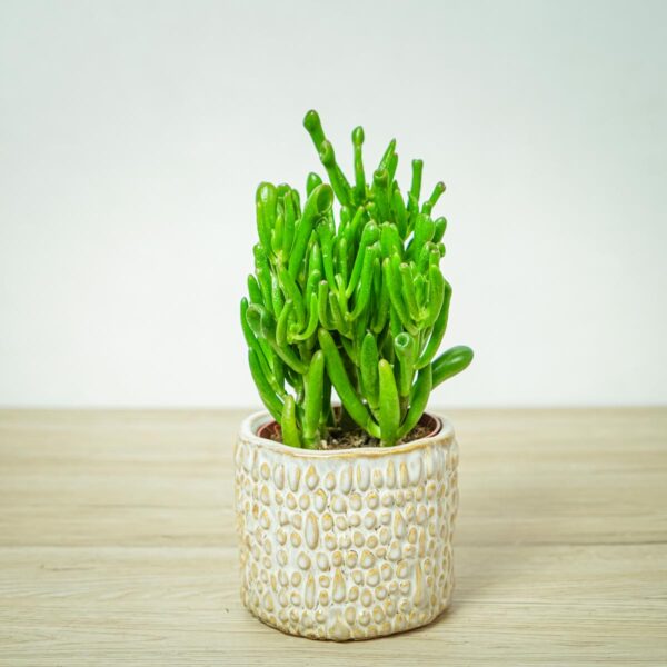 Crassula ovata gollum (grubosz)