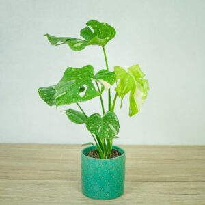 monstera-thai-constelation