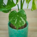 monstera-thai-constelation