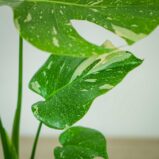 monstera-thai-constelation