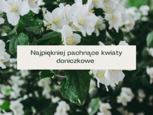 Kwiaty roślin doniczkowych o intensywnym zapachu