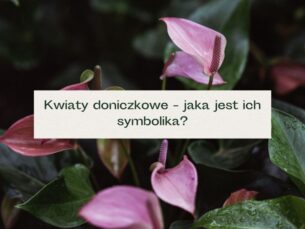 Różowe kwiaty anthurium