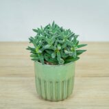 crassula-tarantula