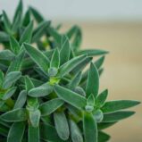 crassula-tarantula