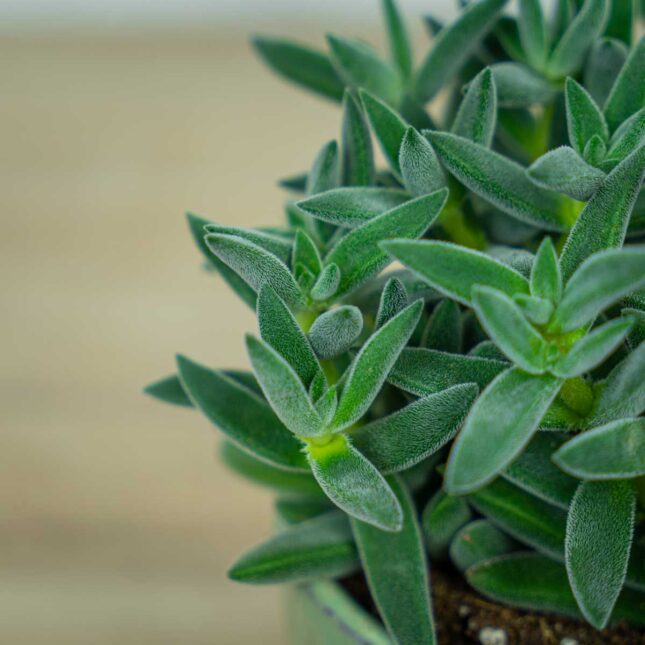 crassula-tarantula crassula-tarantula