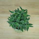 crassula-tarantula