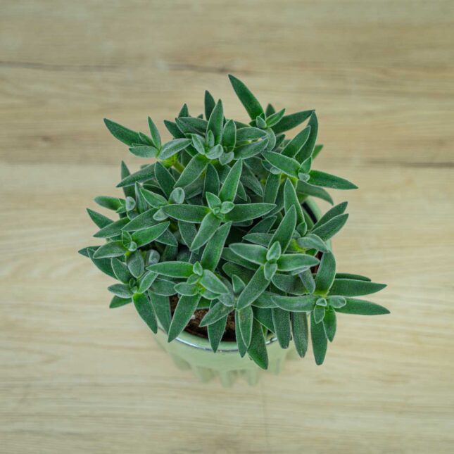 crassula-tarantula crassula-tarantula