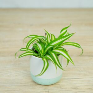 zielistka-chlorophytum-comosum-variegatum-baby