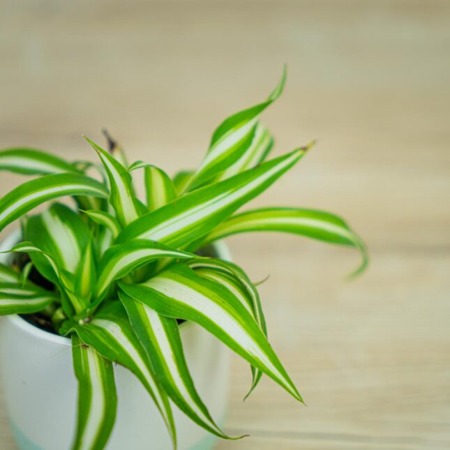 zielistka-chlorophytum-comosum-variegatum-baby zielistka-chlorophytum-comosum-variegatum-baby