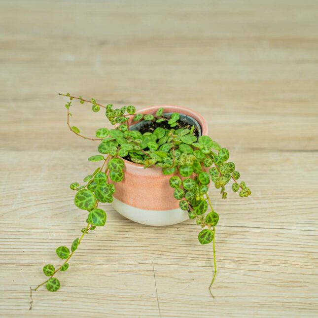 peperomia-prostrata-baby peperomia-prostrata-baby