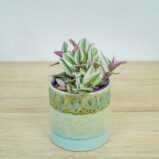trzykrotka-nanouk-tradescantia-albiflora