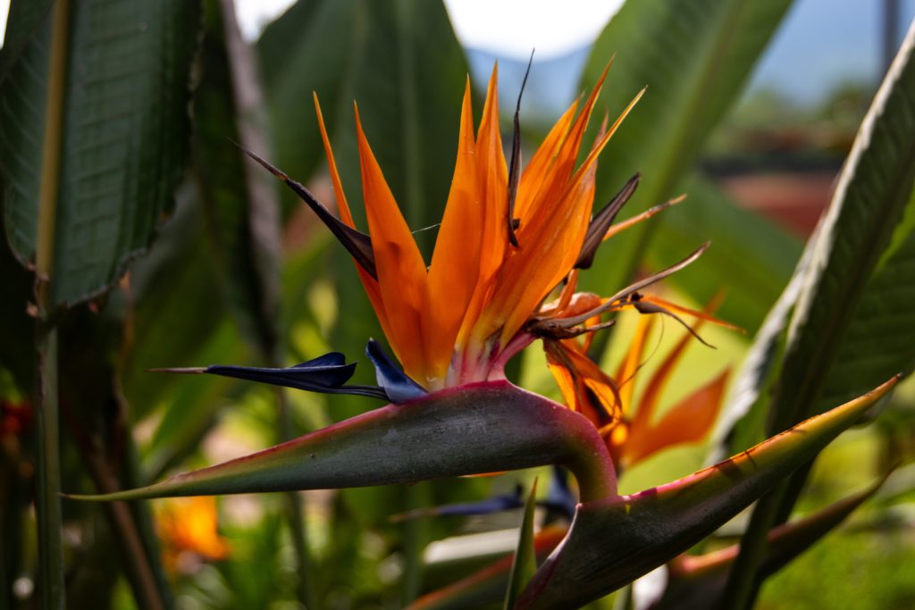 Kolorowy, pomarańczowo-niebieski kwiat strelicji, przypominający ptaka w locie.