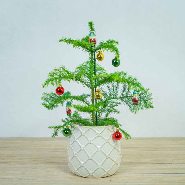 araukaria-wyniosla-araucaria-heterophylla araukaria-wyniosla-araucaria-heterophylla