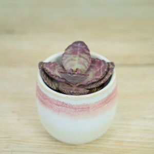 Kalanchoe-humilis-zebra-baby