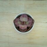 Kalanchoe-humilis-zebra-baby