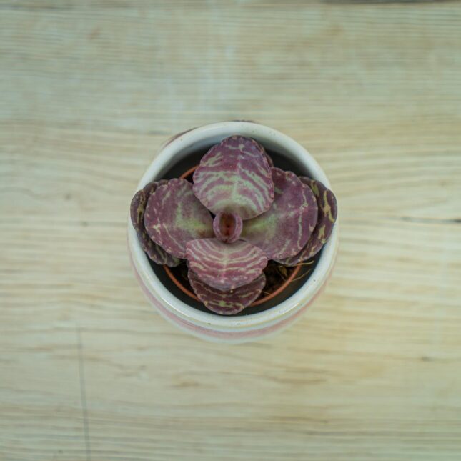 Kalanchoe-humilis-zebra-baby Kalanchoe-humilis-zebra-baby