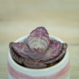 Kalanchoe-humilis-zebra-baby