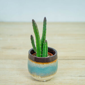 Stapelia-leendertziae-baby