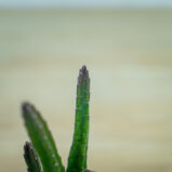 Stapelia-leendertziae-baby