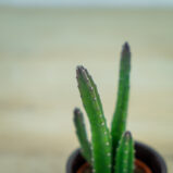 Stapelia-leendertziae-baby