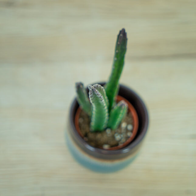 Stapelia-leendertziae-baby Stapelia-leendertziae-baby